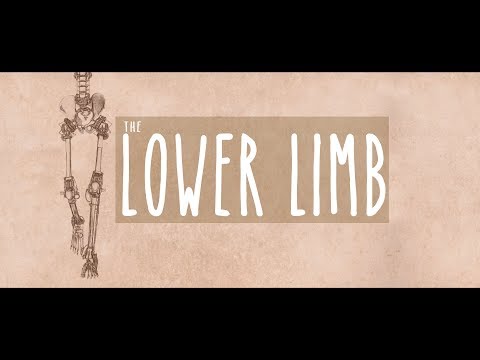 Neuroanatomy S3 E3: The Lower Limb #neuroanatomy #ubcmedicine