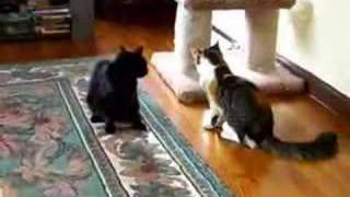 CAT FIGHT CLUB