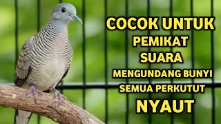 Download lagu Perkutut Lokal Gacor Suara Super Kristal - Pancingan Malas Bunyi (99%AMPUH BANGET) mp3 Download lagu Perkutut Lokal Gacor Suara Super Kristal - Pancingan Malas Bunyi (99%AMPUH BANGET) mp3