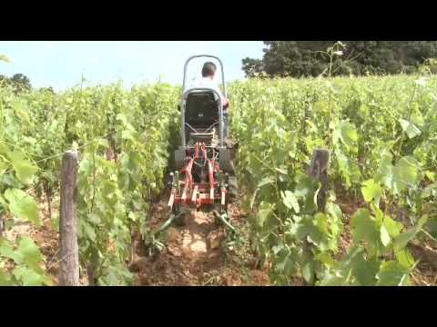 Adams French Vineyards