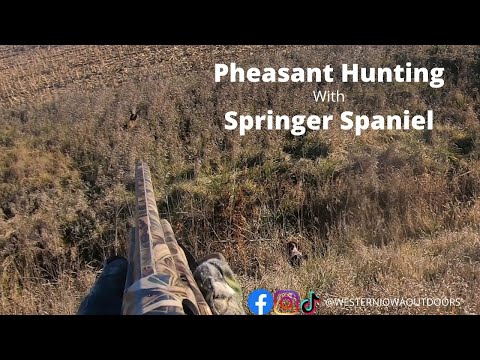 Pheasant Hunting with English Springer Spaniel.