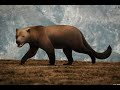 Bear Cat Bear Dog