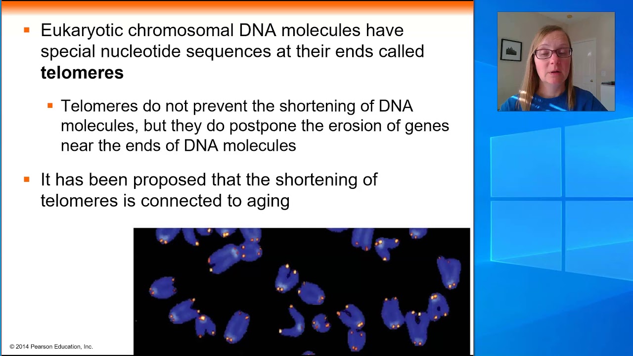 Chapter 16 Eukaryotic Chromosomes