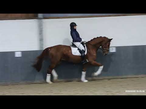 "LOMITAS"-Weidenhof-Verkaufspferd: OLD W. *2018 v. Le Vivaldi