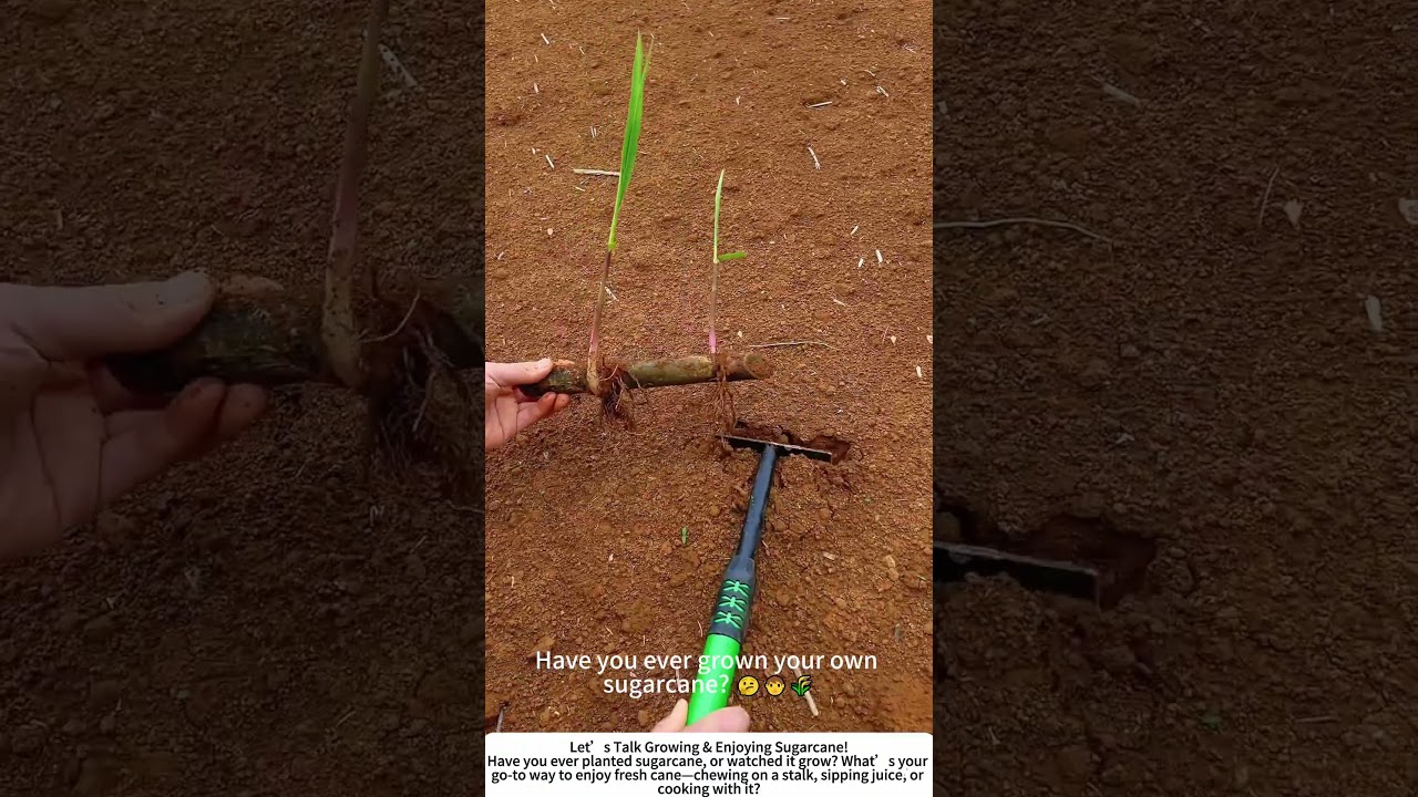 Planting Sugarcane – Growing Your Own Sweet Treat! 🌱🍬