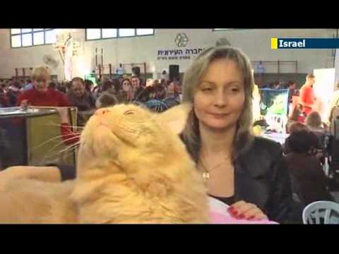 Cute Israeli kitties compete for top awards: Rishon LeZion cat show brings felines together