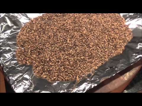 download lagu mp3 mp4 Malt Toast, download lagu Malt Toast gratis, unduh video klip Malt Toast