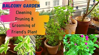Balcony Garden Cleaning Pruning and Grooming of Plants| How to take care of house plants?