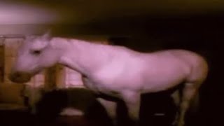 If gifs had sound