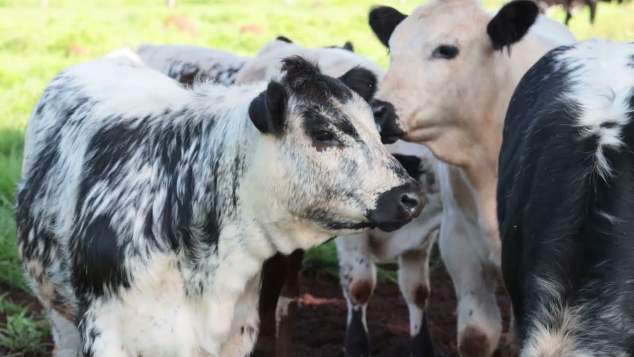 Os visitantes do Dia do Campo Speckle Park tiveram a oportunidade de ver ao vivo os exemplares de raça pura Speckle Park, avaliar a qualidade do animal, desc…
