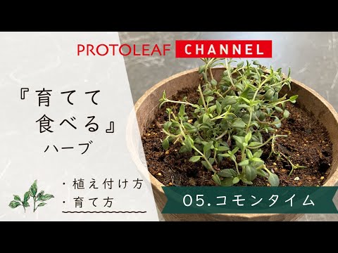 園芸 ワイルドタイム、タイム-ワイルドタイム