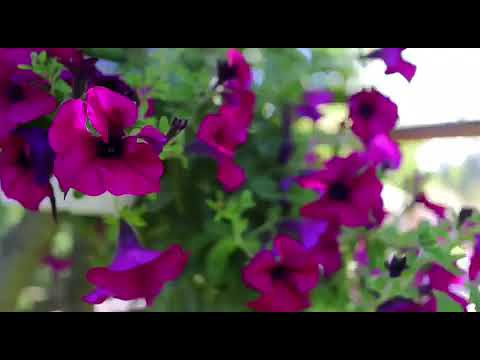 Pensiunea Andreea Baisoara judetul Cluj