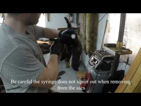 Fur Shed - How To  Remove Skunk Essence