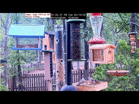 LIVE Bird and Ground Cam Alabama  Northern Mockingbird wars