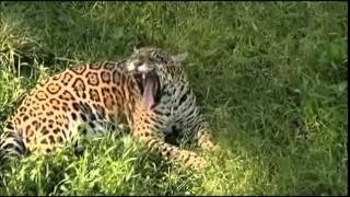 Spirit of the Rainforest (David Arkenstone) - Path of the Jaguar