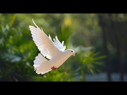 Oh holy dove of God descending (2) Maxwell hymns