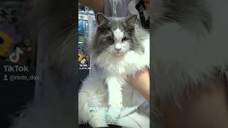 譲渡猫ちゃんの親になりました！#ノルウェージャンフォレストキャット#ラガマフィン#ミックス猫#猫