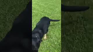 Video preview image #1 German Shepherd Dog-Unknown Mix Puppy For Sale in Farmerville, LA, USA