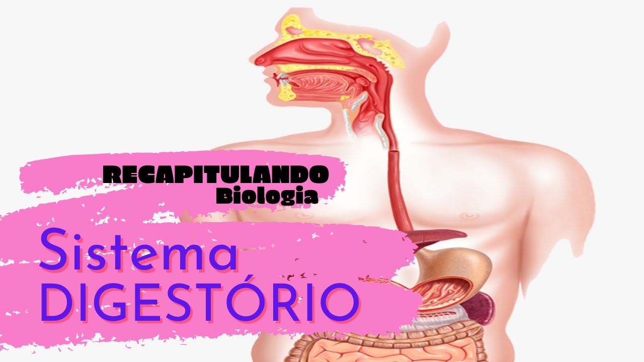 Conhecendo o Sistema Digestório