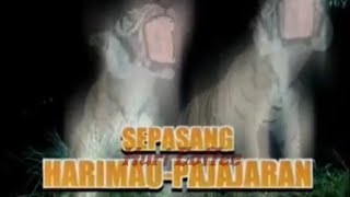 Download lagu Indosiar's divine mystery of a pair of Pajajaran tigers mp3