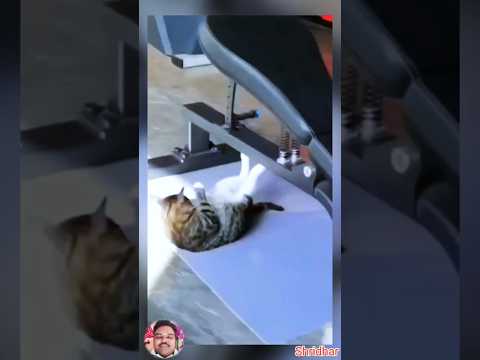 cat gym #cat #shorts #shortsfeed #trendingshorts #trending #ytshorts #youtubeshorts #viral