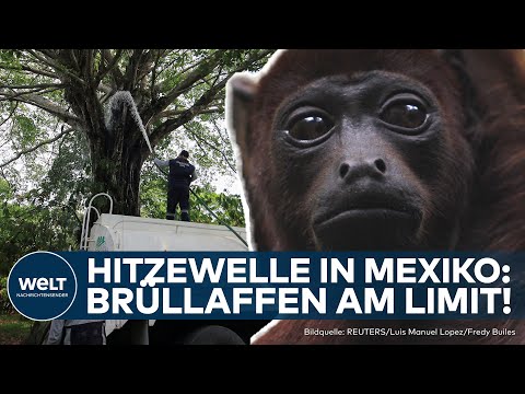 Video Thumbnail: EXTREME HITZEWELLE: Brüllaffen fallen von Bäumen! Tiere von Mexiko leiden unter Wetter