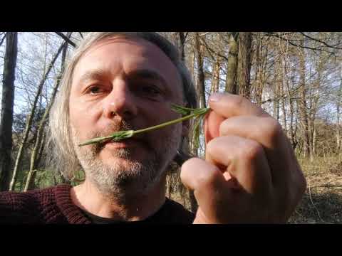 Hops are the tastiest Polish wild vegetable of late April