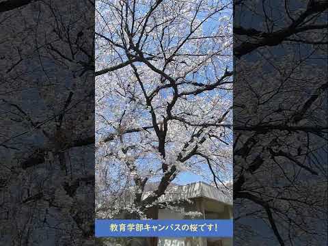 教育学部キャンパスの桜です！ #shorts