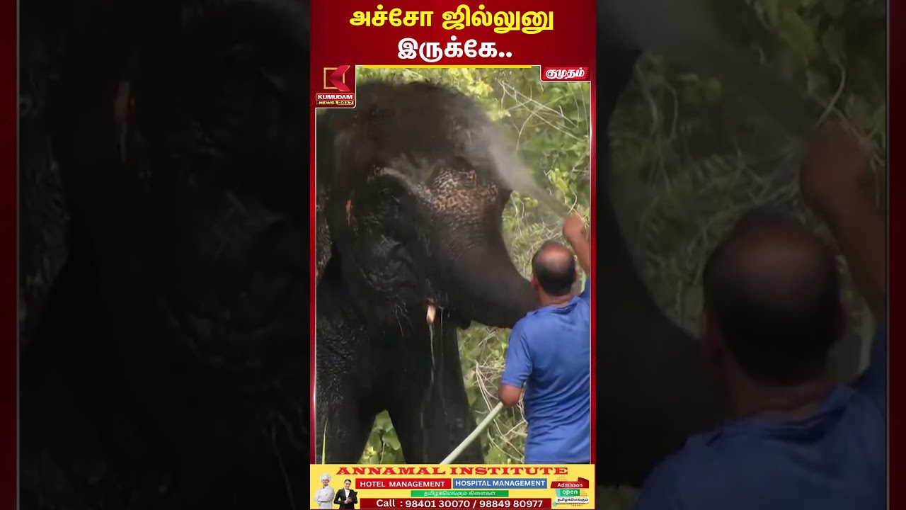 கோடை வெப்பத்தில் யானைகளுக்கு ஸ்பெஷல் கவனிப்பு..! | Elephant Bathing | Kumudam News