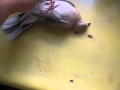 Попугай умер 