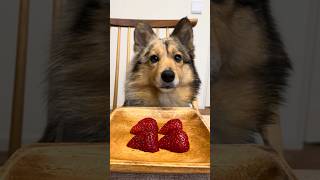 いちご食べたよ！#ポメシェル#ポメラニアン#シェルティ#愛犬#犬のいる暮らし