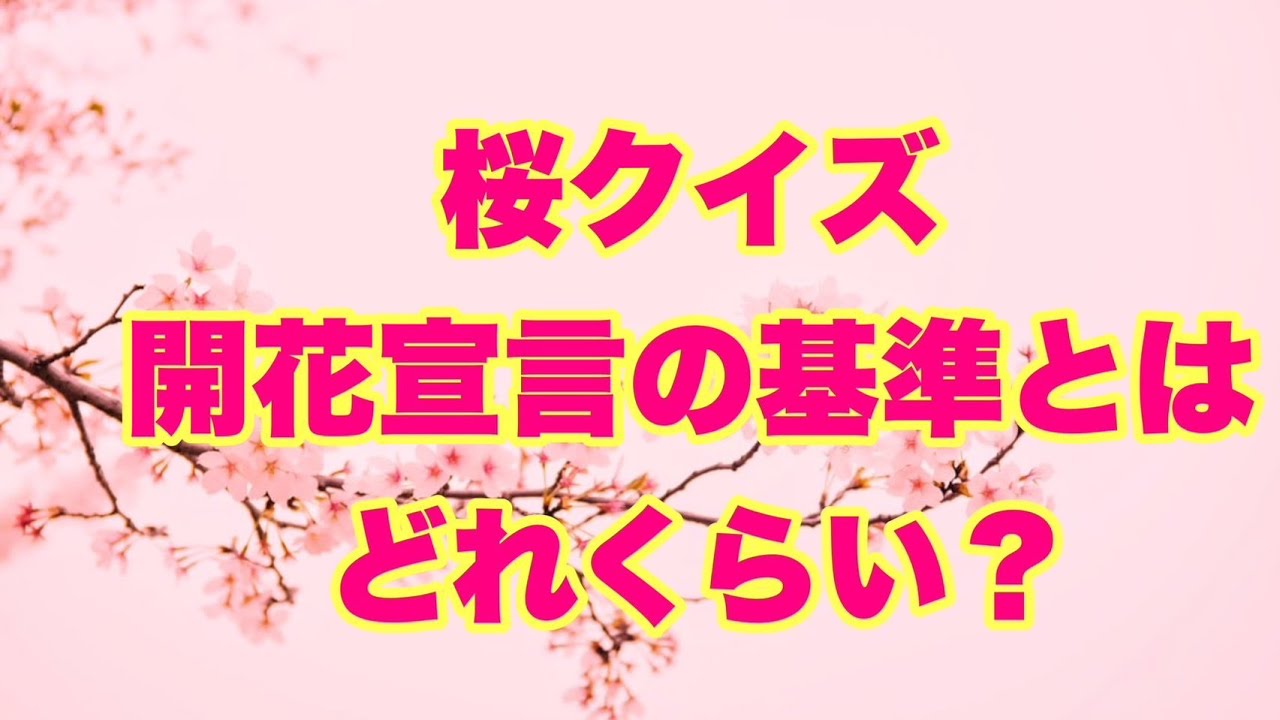 【桜クイズ】開花宣言の基準とはどれくらい？【SLH】