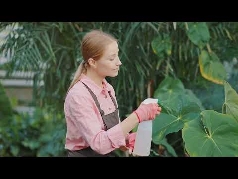 Fertilizing Cucumbers: Boost Growth & Maximize Harvest!