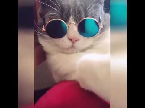 Hilarious Cat Fails Collection