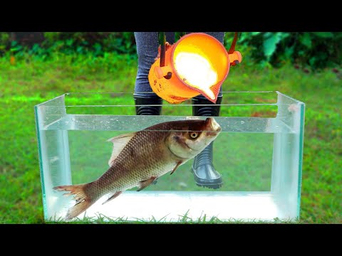 image-What are the benefits of science fair projects on fish?