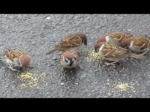 餌を貰いに来るすずめ達 20220111pm 3（雨の日行き道）