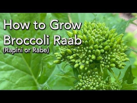 , title : 'Growing Winter Vegetables - How to Broccoli Raab from seed - Shows Results'