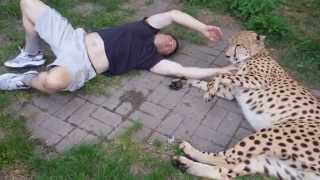 Spotti Plays with Live Cheetah