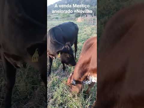 A venda /Mestiço anelorado/Novilha Região de Estrela de Alagoas