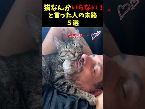 猫なんかいらない！と言った人の末路ｗ５選#cat #面白集  #ねこ #猫のいる暮らし