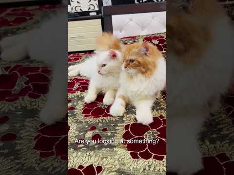 billu is extremely talented😂🤣 #catcomedy #catvideo #viralcat #cat