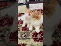 Billu Is Extremely Talented Catcomedy Catvideo Viralcat Cat