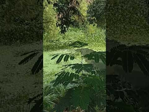 un lugar único en la Habana Boyeros río cristal