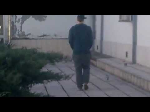 inseguimento piccione (federico ricci)