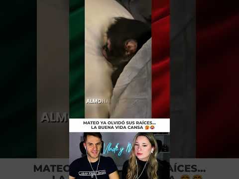 El monito Mateo duerme como bebé y ya no quiere saber nada de la selva 🥺🐒