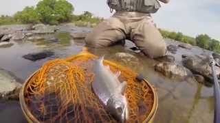 トリコロール72HWでサツキマスを攻略。