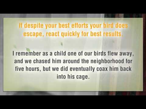 What To Do If Your Cockatiel Flies Away