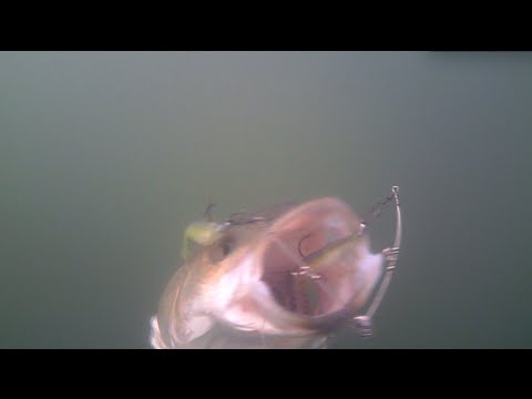 Water Wolf Camera A-Rig Striper Fishing