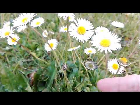 Lezione di pittura - 1 -  La Margherita