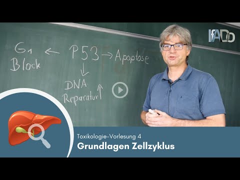 Toxikologie erklärt: Grundlagen des Zellzyklus (Vorlesung 4)